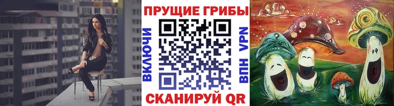 KRAKEN как зайти  Багратионовск  Галлюциногенные грибы Psilocybe 